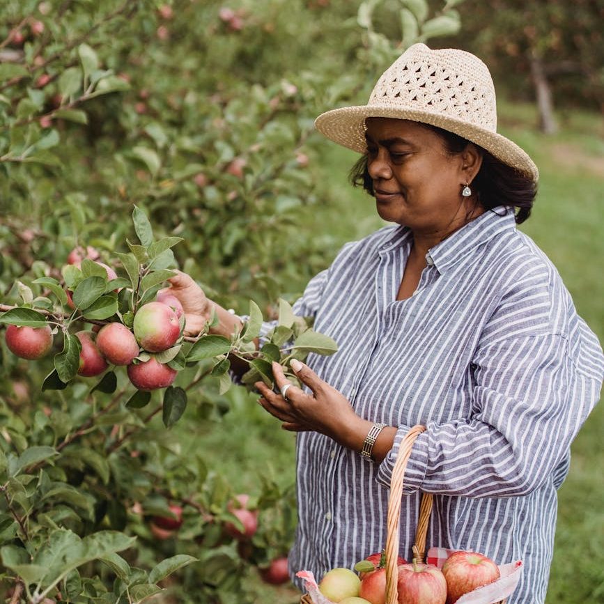 A woman wearing a straw hat picks apples from a tree in an orchard, holding a basket filled with apples.