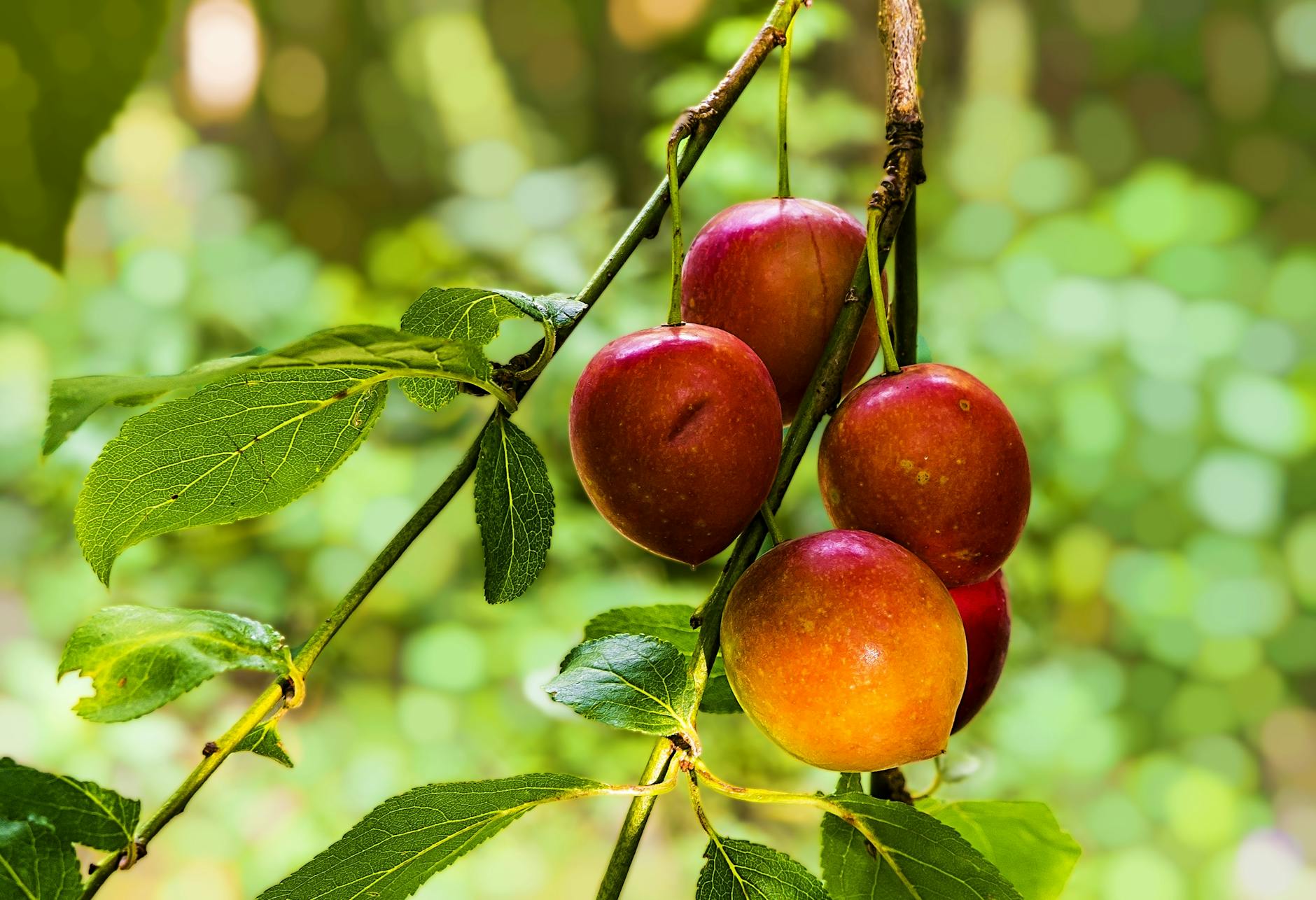 A close-up of a branch bearing multiple ripe plums among green leaves, set against a softly blurred background.