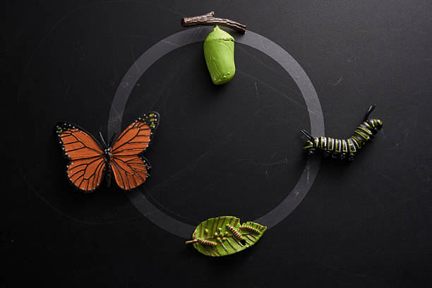 Illustration of the life cycle of a butterfly, showing a caterpillar, chrysalis, butterfly, and leaves, arranged in a circular pattern on a dark background.