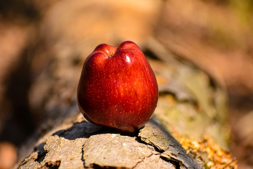A shiny red apple resting on a mossy log in a natural setting.