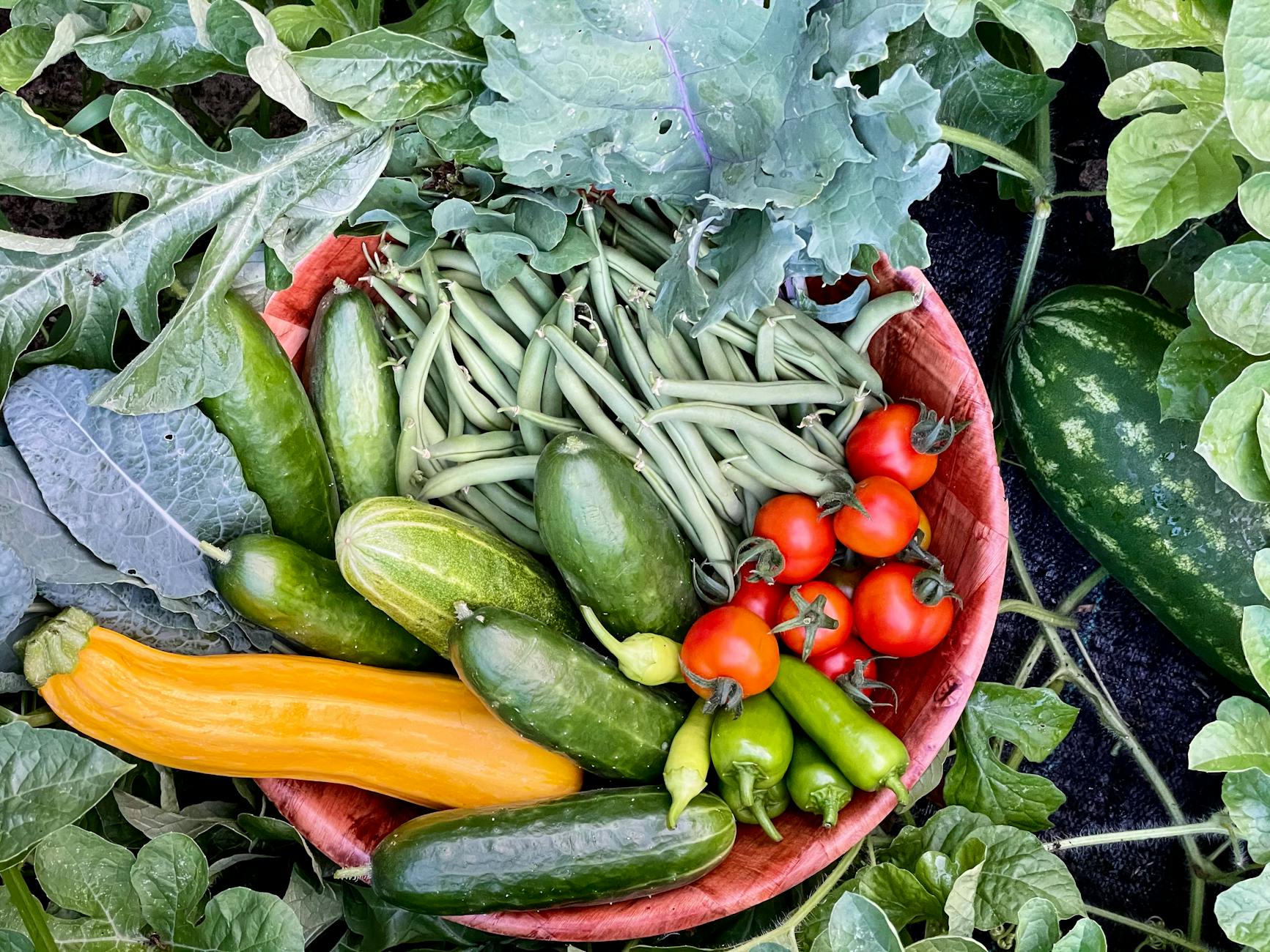 A red bowl filled with fresh garden vegetables including cucumbers, tomatoes, green beans, and zucchini.