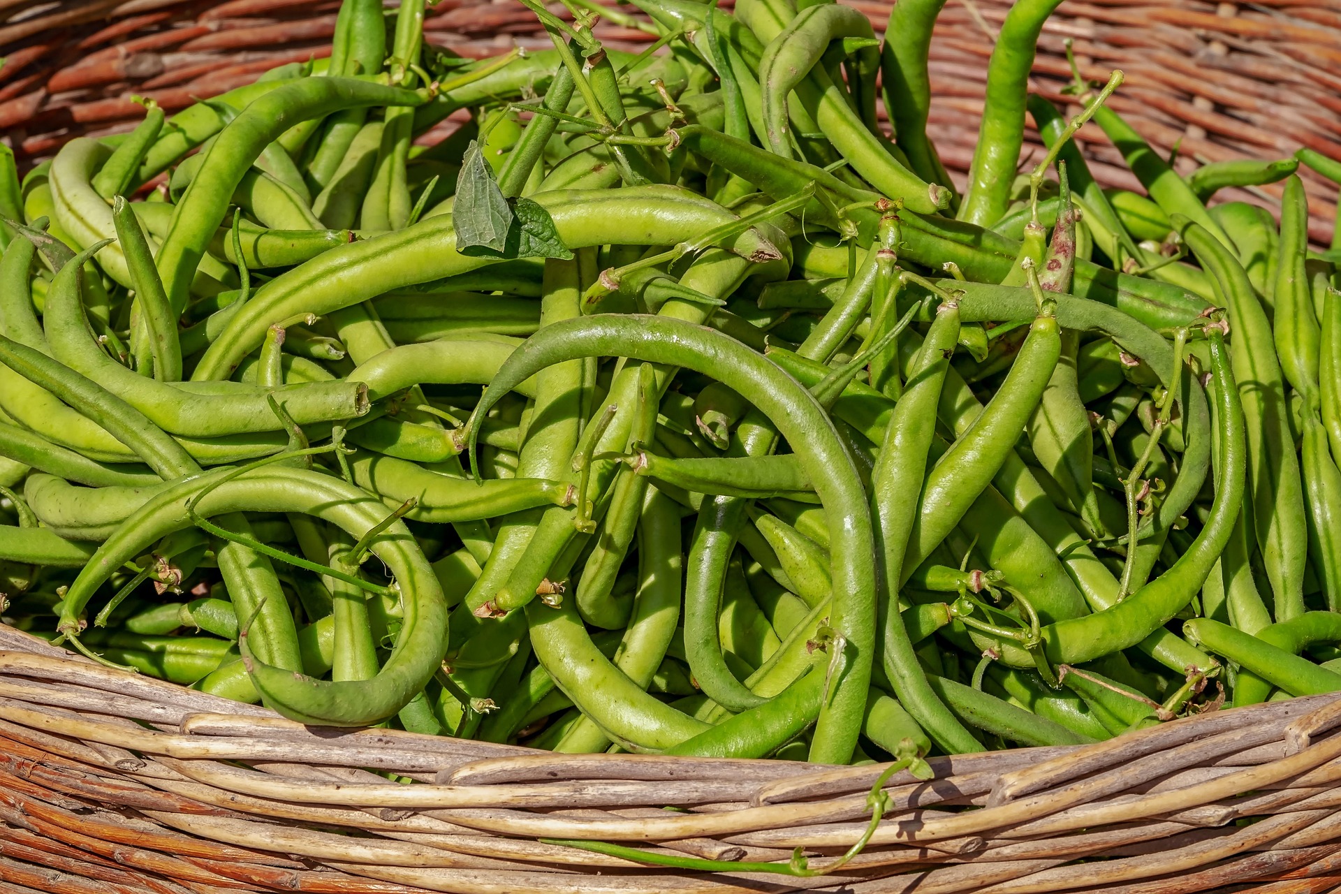 Freshly harvested green beans in basket Fresh green beans piled in a woven basket