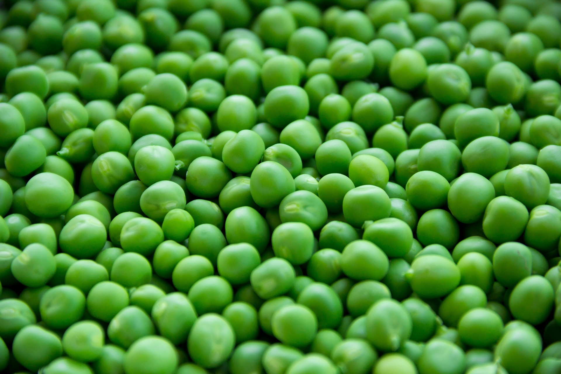 Fresh Green Peas For Cooking And Meal Preparation Close-up of fresh green peas filling the frame