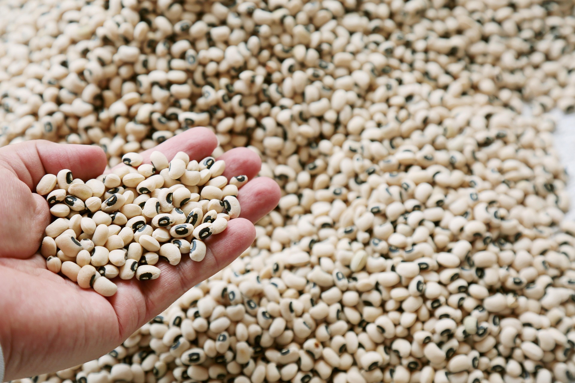 Black-eyed peas held for cooking Hand holding black-eyed peas over a pile of dried black-eyed peas