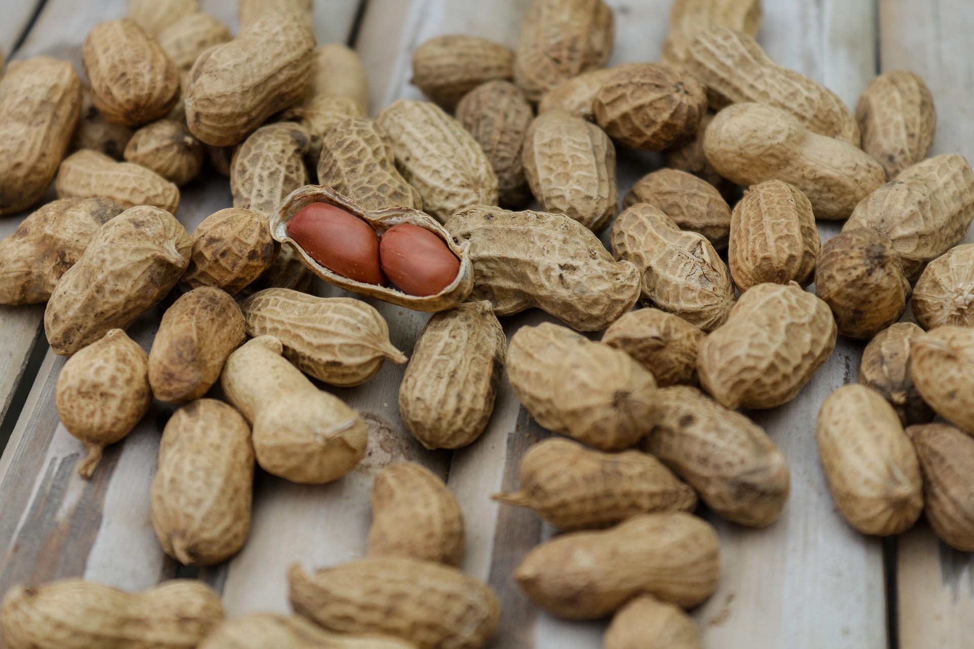 Fresh Peanuts With Open Shell Display Pile of unshelled peanuts with one open shell showing two kernels