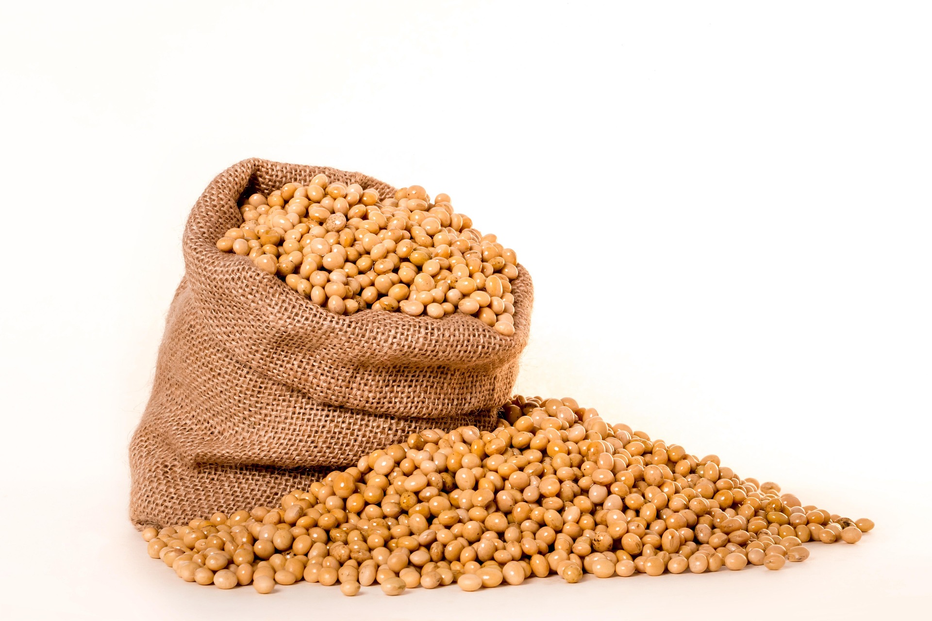 Rustic Soybean Storage And Harvest Display Open burlap sacks spilling dry soybeans onto a white surface