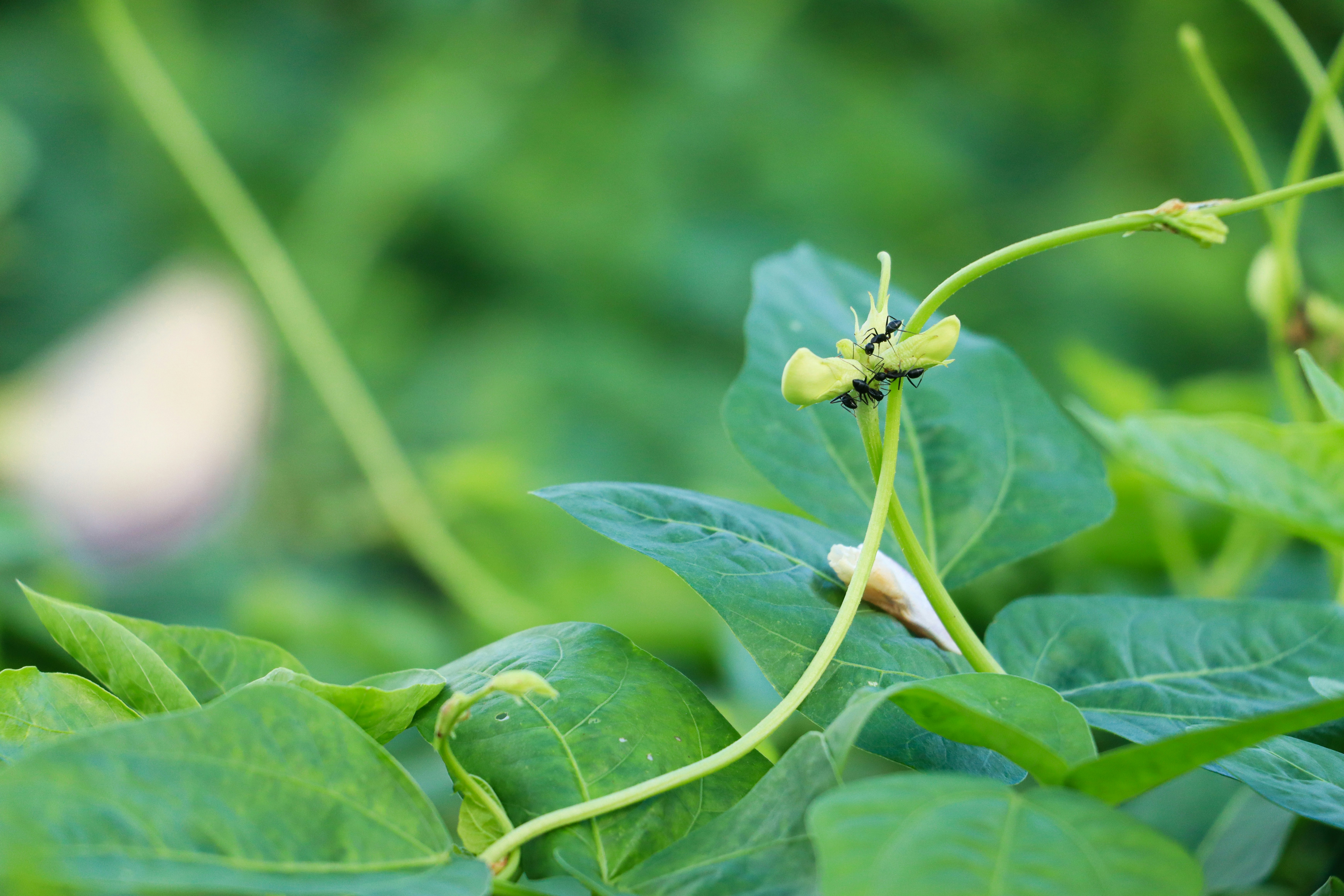 Thriving Cowpea leaves in a farm Upclose thriving green lush and flowering cowpea in a farm